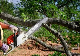Leaf Removal in Kempner, TX