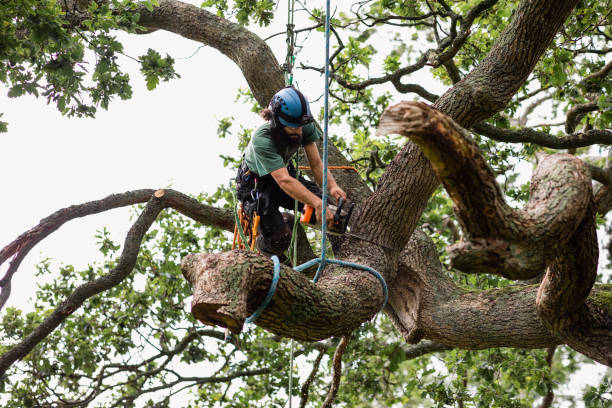 Best Tree and Shrub Care  in Kempner, TX